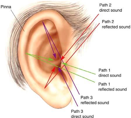 Mechanisms of Sound Localization Localization of Sound in Vertical Plane Sweeping curves of outer ear Some animals use other techniques Owl no pinna but ears at different levels Bat Ultrasound