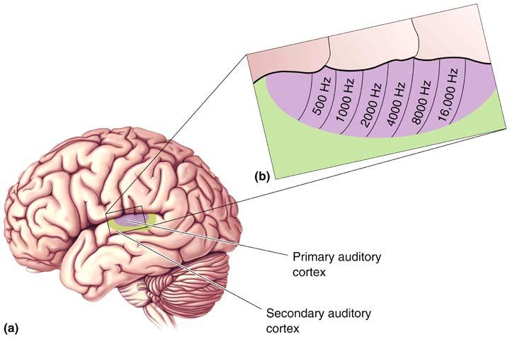 Similar to corresponding visual cortex areas Neuronal Response Properties Frequency tuning: Similar characteristic frequency Isofrequency bands: Similar characteristic frequency, diversity among