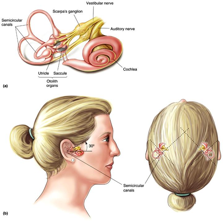 The Vestibular System Importance of Vestibular System Balance, equilibrium, posture, head, body, eye movement The Vestibular Labyrinth Fluid filled