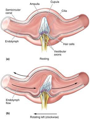 Semicircular canals Signal transduction Head is rotated Two of the canals are rotated around their axis in opposite