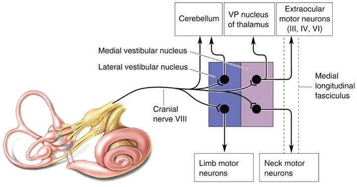 Pathways Vestibular nuclei of the brain stem Receive Ipsilateral vestibular information Information form other parts