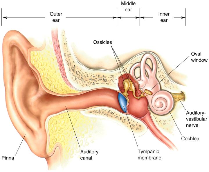 Auditory System 5 Middle Ear