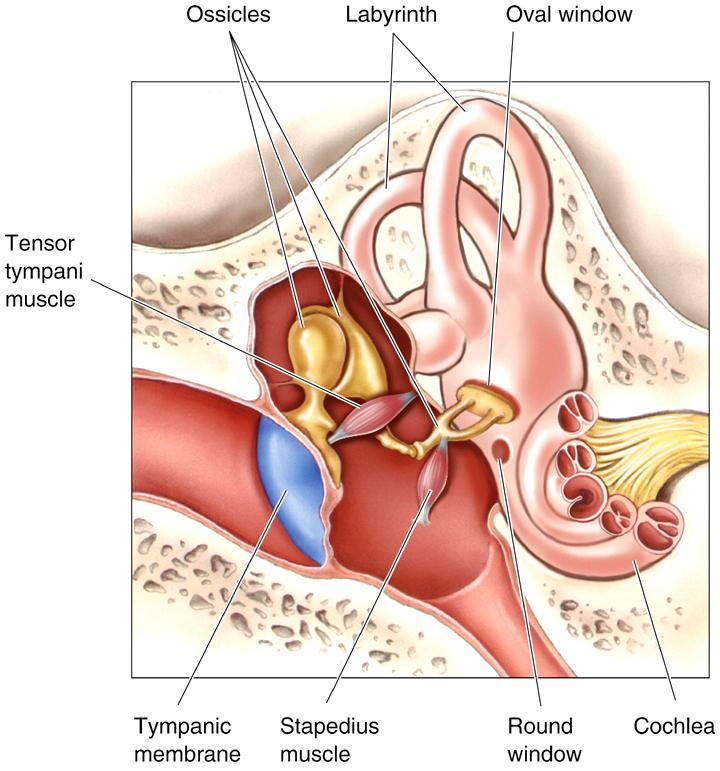 Middle Ear The Attenuation Reflex Response where onset of loud sound causes tensor