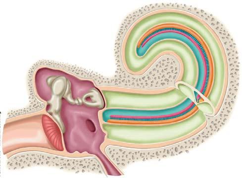 Inner Ear Physiology of the Cochlea Pressure at oval window Pressure dissipates Scala vestibuli Helicoterma Scala tympani Round window