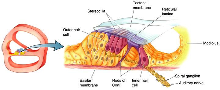 Inner Ear Organ of Corti Hair cells