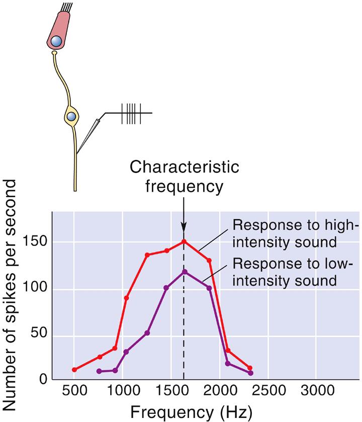 Properties of Neurons in Auditory Pathway Characteristic frequency Frequency at which