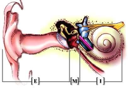 Neural Cochlear tone