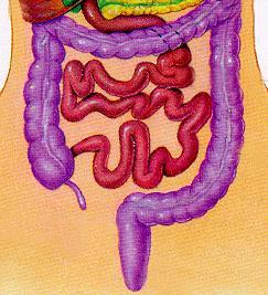 Small Intestine 90% of digestion and absorption takes place in the duodenum and proximal jejunum, approximately