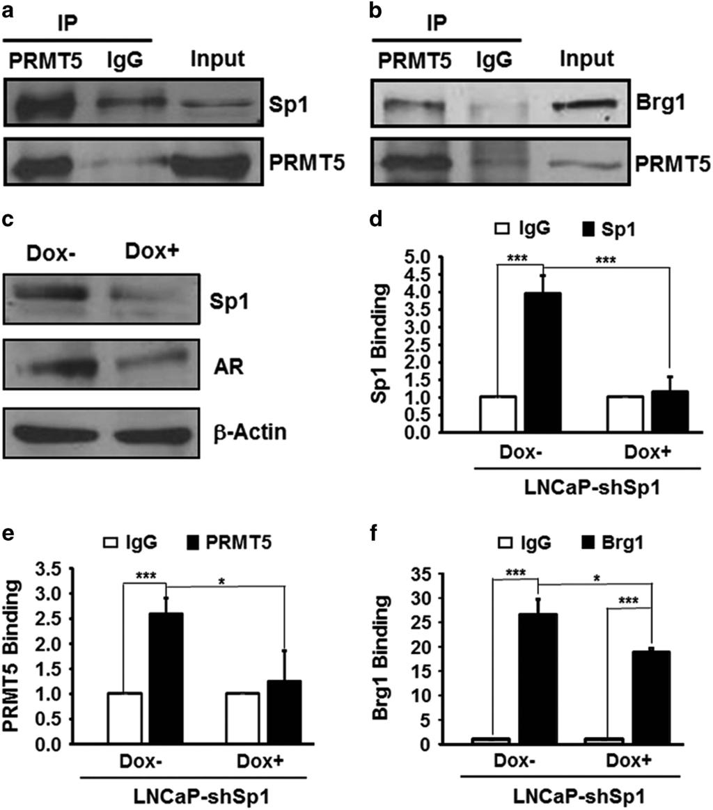 Epigenetic activation of AR transcription by PRMT5 X Deng et al 1227 Figure 3. PRMT5 interacts with Sp1 and Brg1 on the proximal promoter region of the AR gene in LNCaP cells.