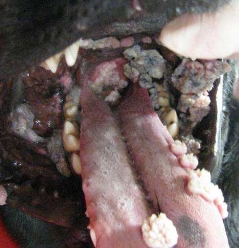 Indications: Papillomatosis Papillomatosis (warts) is a viral disease that usually occurs in young dogs and