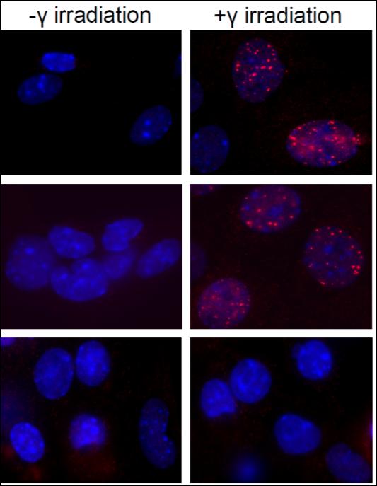 Hypomorphic activity of BRCA1-C61G BRCA proficient BRCA1 C61G Rel % cells with >10
