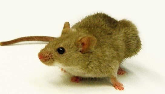 Mouse models of human cancer Genetically engineered mouse
