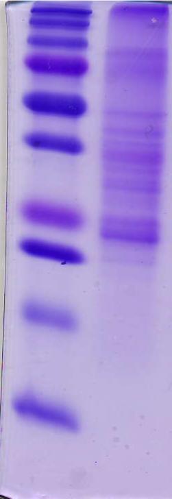 The red color shows the sequence of the fragment obtained by mass spec analysis after digestion of full length Aplysia CPEB fibers by trypsin.