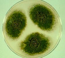 13 Teleomorph: Emericella nidulans Aspergillus nidulans Culture of Aspergillus nidulans On Czapek dox agar, colonies are typically plain green in color with dark