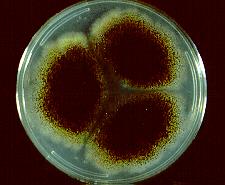 15 Aspergillus niger Culture of Aspergillus niger On Czapek dox agar, colonies consist of a compact white or yellow basal felt covered by a dense layer of dark-brown to black conidial heads.