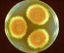 17 Aspergillus terreus Culture of Aspergillus terreus On Czapek dox agar, colonies are typically suede-like and cinnamon-buff to sand brown in color with a yellow to deep dirty brown reverse.