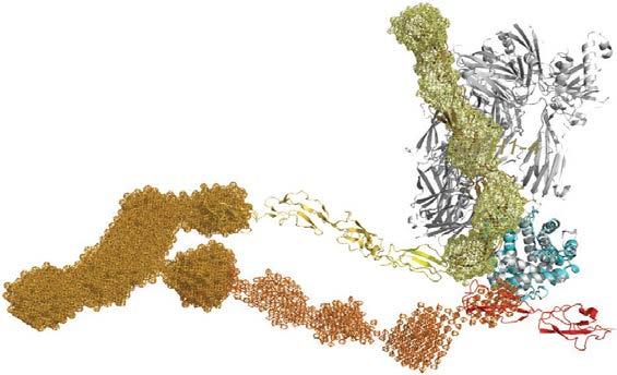 Factor H : First regulatory protein of AP Single polypeptide