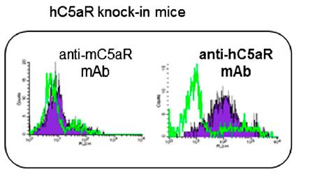 The C5aR /CD88 small molecule antagonist CCX168 ameliorates anti MPO induced GN in human C5aR knockin mice Human C5R kockin
