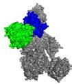 sialic acid, GAGs) Complement regulatory proteins Opsonisation Phagocytosis Chemotactic factors C5b C6