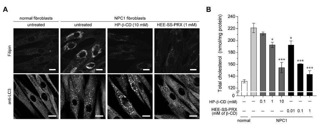 Autophagosomes Reduction The accumulation of autophgosomes in NPC1 fiproblasts was evaluated in immunostaning of microtubule-associated protein 1 light chain 3 (LC3) which