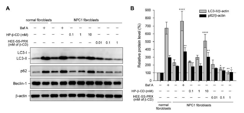 Improvement of Autophagosomes and p62 Accumulation Further confirmation of these results was obtained by immunoblotting for LC3-II and p62/sqstm1 (p62), a selective substrate for autophagic protein