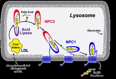 NPC1/NPC2 function NPC disease caused by