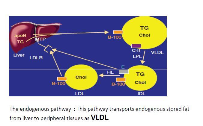 Also HDL takes cholesterol from blood vessels and exchange them with LDL.