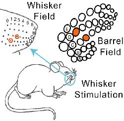 one barrel-shaped group of neurons in somatosensory cortex. b) Activation map: whisker D2 (top) and C3 (bottom) can be discriminated by the area of significant hemoglobin increase.