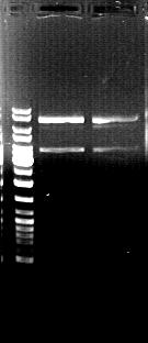 M 1 2 10000 bp 6000 bp 2000 bp Figure 4.9 Agarose gel analysis of the isolated pcat-hbsag plasmid (6150 bp).