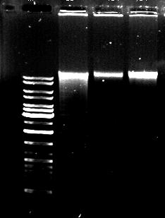 M 1 2 3 10000 bp Genomic DNA 3000 bp 2000 bp Figure 4.10 Agarose gel electrophoresis of the genomic DNA isolated from Chlorella vulgaris.