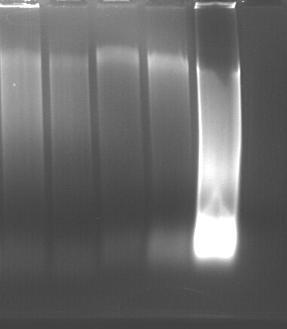 M 1 2 3 4 5 6 7 3000 bp 2000 bp Figure 4.12 Hind III digestion of the genomic DNA of Chlorella vulgaris analyzed using agarose gel electrophoresis.