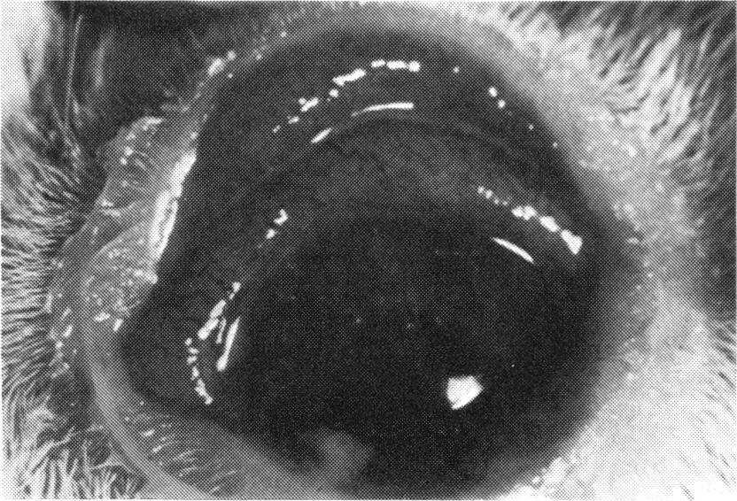 Chronic conjunctivitis in guinea-pigs ^ were the same in upper and lower lids. The changes in the intensity of oedema and hyperaemia were similar to those seen in the bulbar conjunctiva...ii(figs.