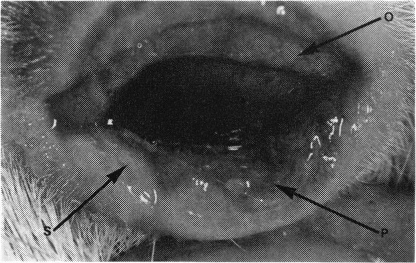 No follicles were seen on the palpebral conjunctivae during primary infection, though the conjunctival folds, which became swollen during infection, \ looked similar to follicles.
