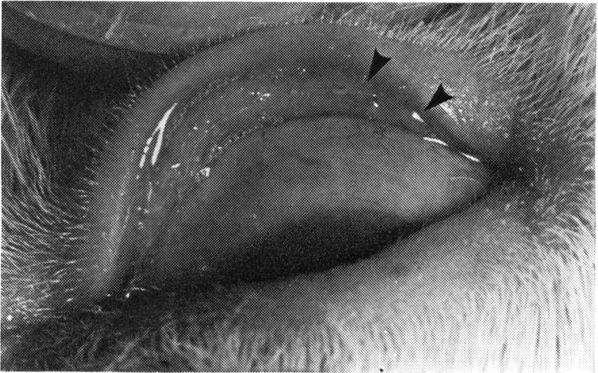 A few small follicles were seen on both the upper and lower palpebral conjunctivae 7 to 10 days after the second infection; these soon disappeared. More follicles appeared Fig.