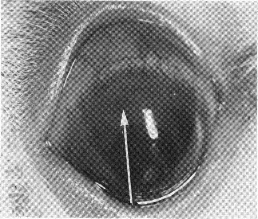 9 The lower palpebral conjunctiva showing reaching a maximum 7 to 14 days after inoculation synechial scarring (s) and notch (n) at the lid margin. of the left eye.