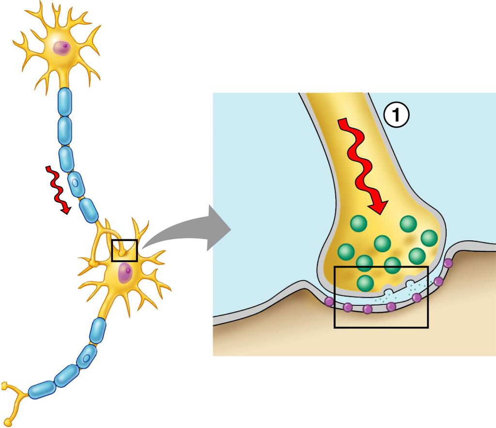 Transmission of a Signal at Synapses Axon of transmitting neuron Axon terminal