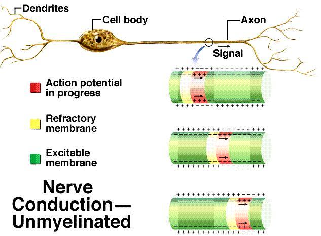 Nerve Fiber: Axons or Dendrites