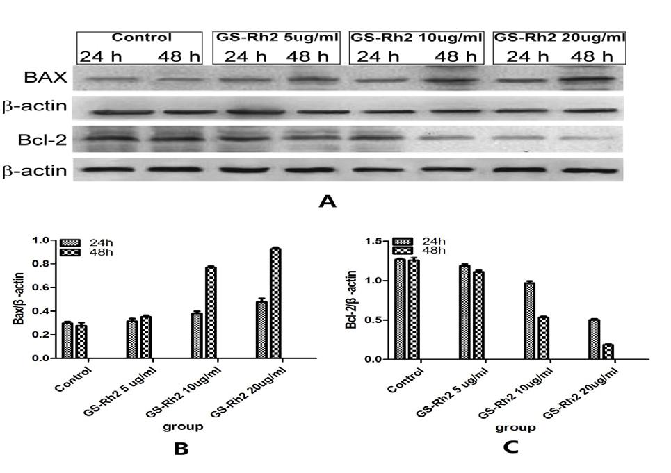 Jun Qian et al Table 3. Bax /Bcl-2protein expression in SGC-7901SP treated with different dose GS-Rh2 (n =3, ±s) Group Bax Bcl-2 24-h 48-h 24h 48h Control 0.29±0.01 0.28±0.03 1.27±0.02 1.30±0.