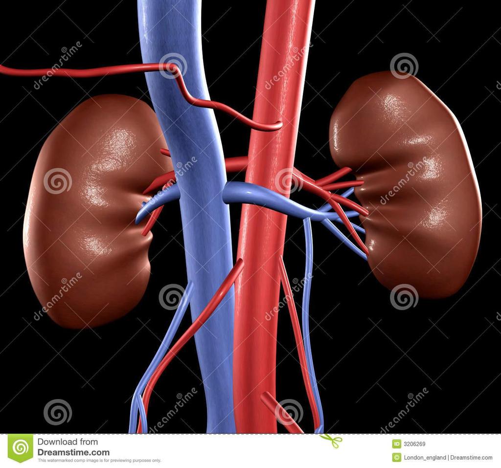The Kidneys The human kidneys remove wastes from our blood, and regulate water and