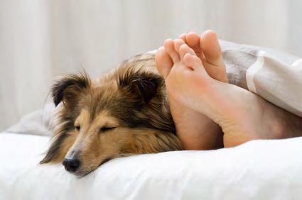 Contributors to Sleep Deprivation Poor Sleep Hygiene (Cont d) Pets in Bed According to a survey by the Mayo Clinic Sleep