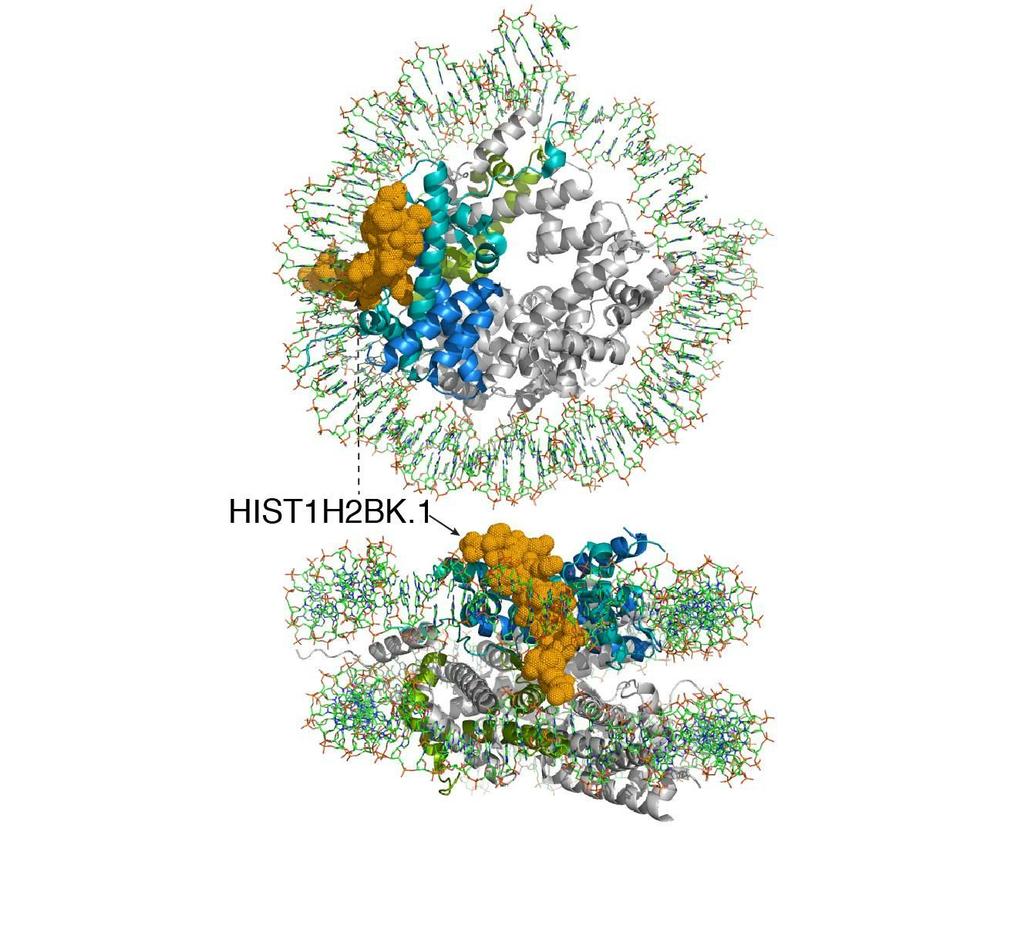 Supplementary Figure 11 Molecular structure and spatial mapping of an SMR on histone H2B. An SMR on histone H2B (HIST1H2BK.