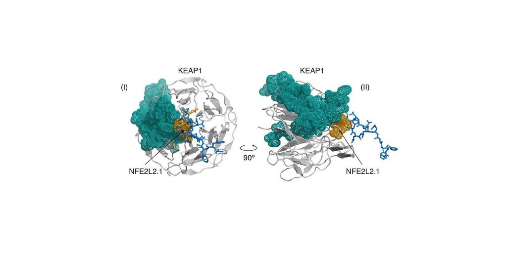 Supplementary Figure 12 NFE2L2 SMRs alter KEAP1 binding interfaces. The structures of SMR NFE2L2.1 (orange, shown here) and NFE2L2.2 ( Fig.