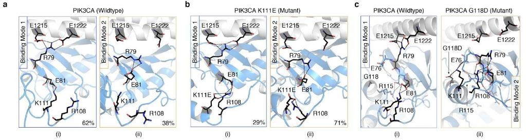 Supplementary Figure 9 Molecular dynamics analysis of wild type and mutant PIK3CA in complex with PIK3R1. ( a ) Wild type (WT) PIK3CA in complex with PIK3R1.