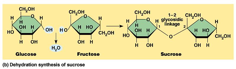 Sucrose, table sugar, is the major