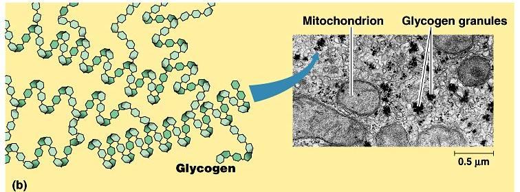 Animals also store glucose in a polysaccharide called glycogen. Glycogen is highly branched, like amylopectin.