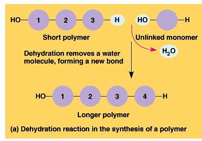 The chemical mechanisms that cells use to make and break polymers are similar for all classes of macromolecules.