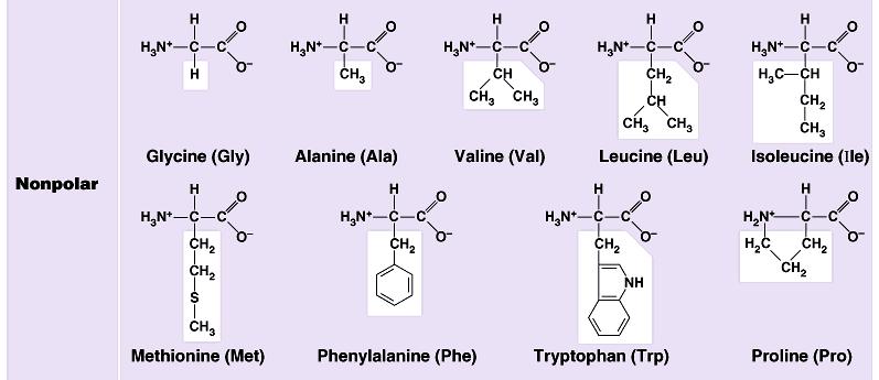 One group of amino acids has hydrophobic R groups.
