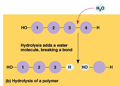 The covalent bonds connecting monomers in a polymer are disassembled by hydrolysis.