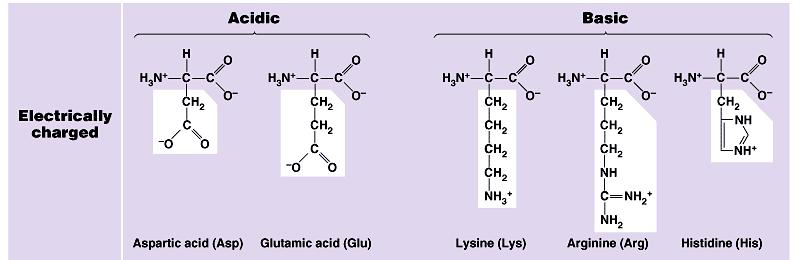 The last group of amino acids includes those with functional groups that are