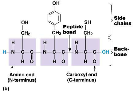 Amino acids are joined together when a dehydration